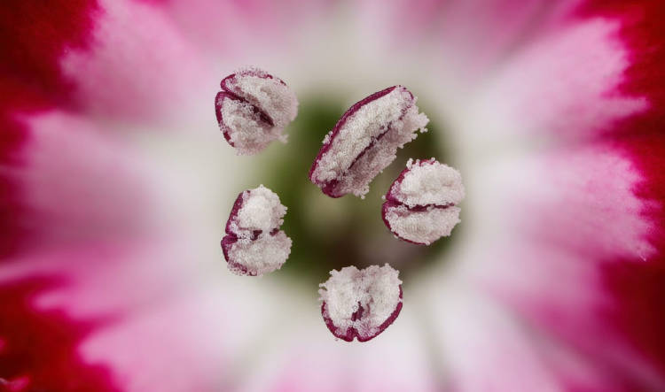 7 Dr. Guillermo López López Small World Photomicrography Competition 7 Dr. Guillermo López López Small World Photomicrography Competition