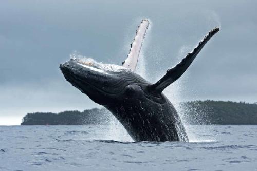 Afirman que las ballenas ayudan a enfriar la Tierra y frenar el cambio climático