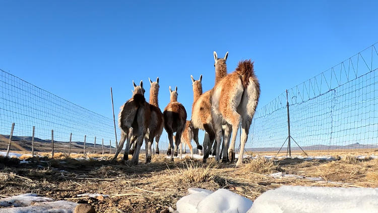 Arreo de los guanacos en Santa Cruz crédito Franco Bucci Rewilding Argentina(1)