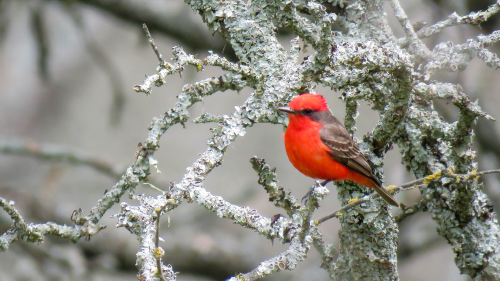 qué animal es capricornio qué animal es capricornio
