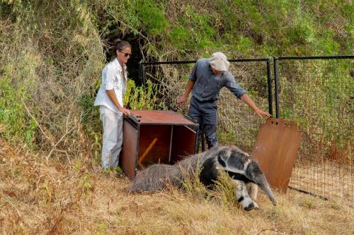 rewilding liberación de oso hormiguero rewilding momento en que se produce la liberación de un oso hormiguero en su hábitat