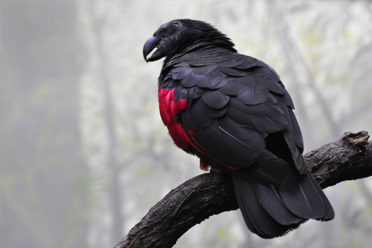 loro dracula loro dracula