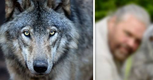 hombre verdadero hombre lobo hombre verdadero hombre lobo