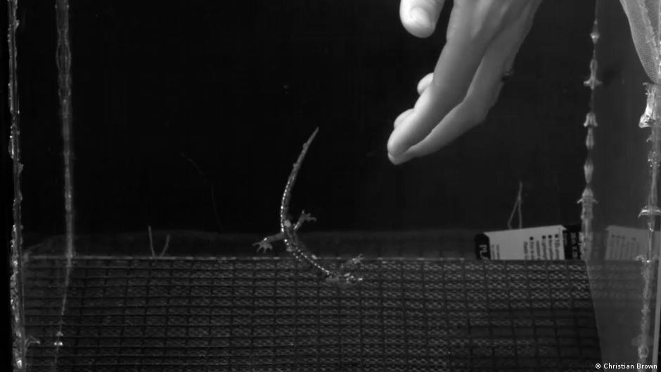 Salamandra lanzándose en posición de paracaídas \"Aneides vagrans\" en paracaídas en un túnel de viento vertical a una velocidad del aire que corresponde aproximadamente a la velocidad terminal del animal.