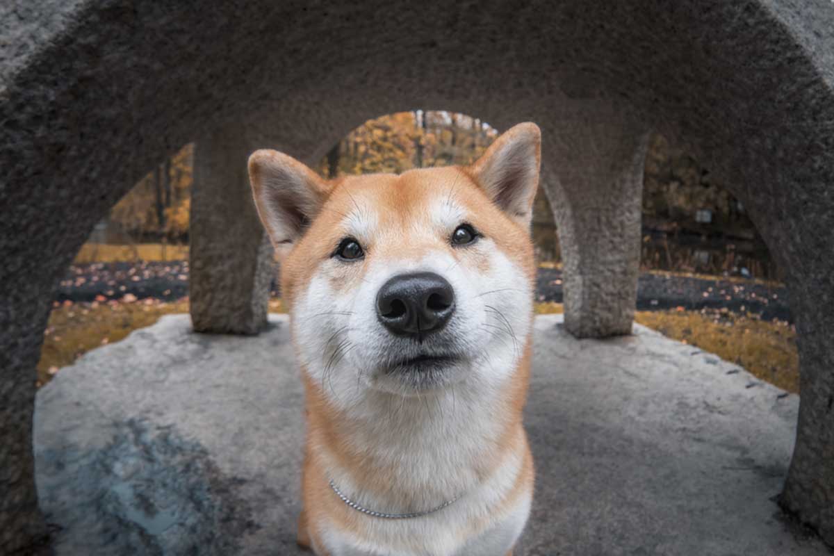 perro1 perros curiosidades