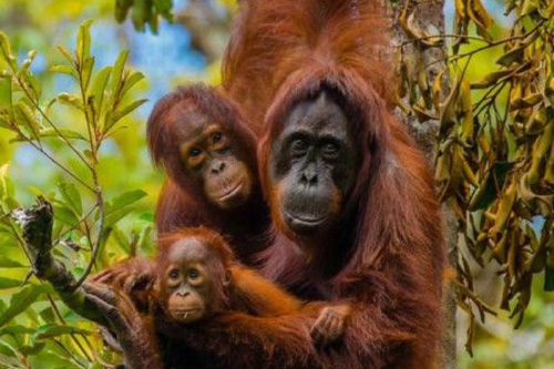 oranguton Imagen: Pinterest