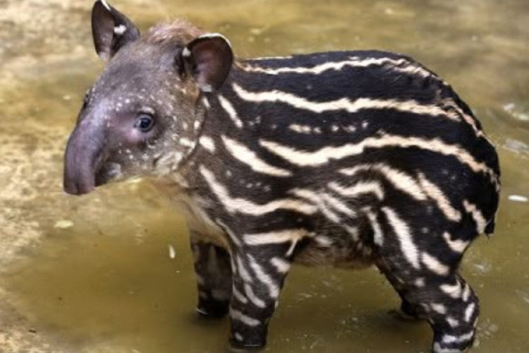 tapir Se trata de un \'tapir malayo\' (Tapirus indicus), y es la primera vez que se registra un nacimiento así en la Península Ibérica. (Foto: Pinterest)