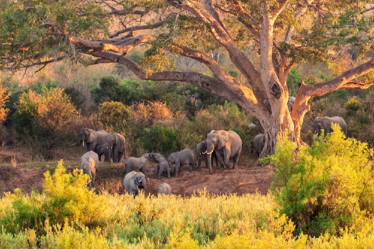 Parque nacional Kruger