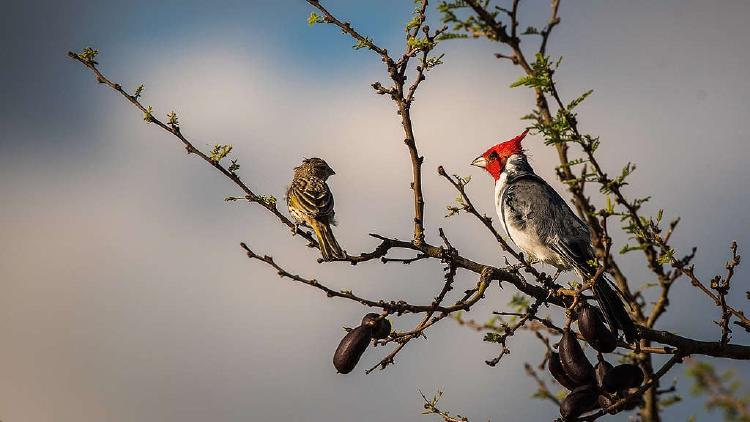 4833ab33 1 eduardo bodino cardenal 1024x576 4833ab33 1 eduardo bodino cardenal 1024x576