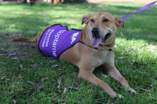 Jornadas de adopción en Buenos Aires: conocé a tu próxima mascota