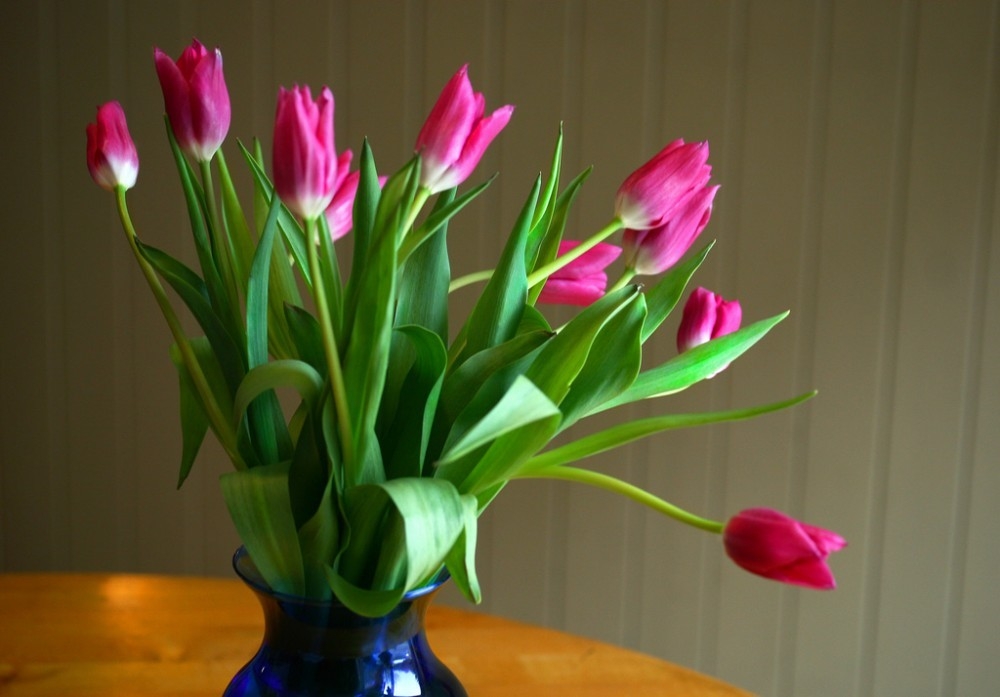 Cómo cultivar tulipanes en tu hogar | Bioguia
