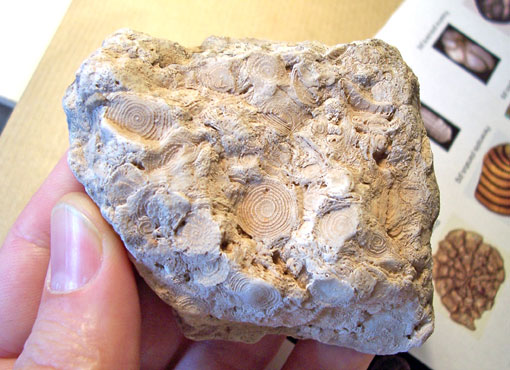 Foraminiferos fósiless