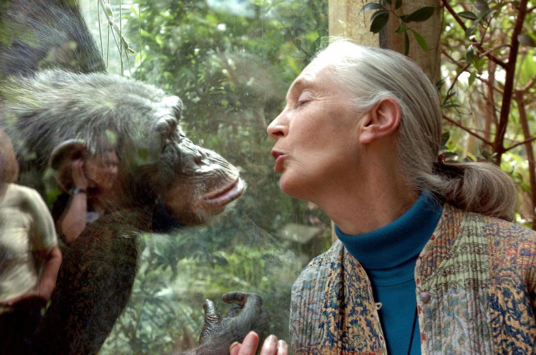 Jane Goodall Jane Goodall