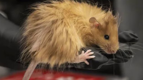 ratas lograron un hito que acerca la desextinción a la realidad: crearon ratones con el mismo tipo de pelaje que los mamuts lanudos.