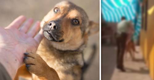 policia rescata perro atrapado reaccion policia rescata perro atrapado reaccion