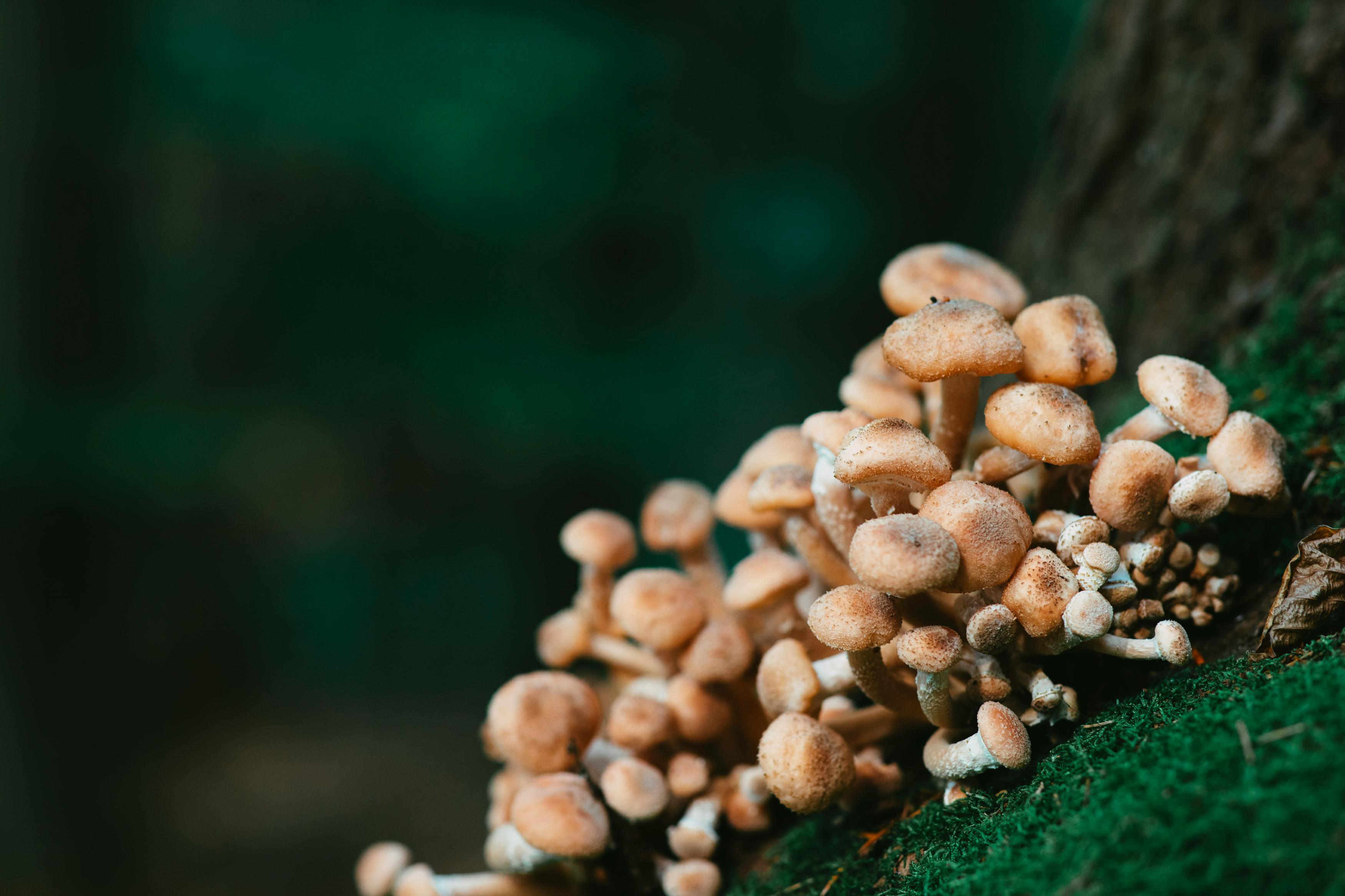 Pexels / Imagen ilustrativa Hongos