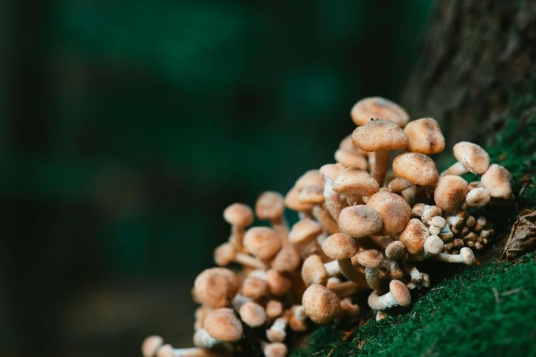 Pexels / Imagen ilustrativa Hongos Pexels / Imagen ilustrativa Hongos