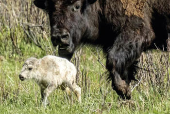 bufalo blanco bufalo blanco