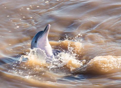 Declaran al delfín gris en peligro de extinción por la deforestación en el Amazonas