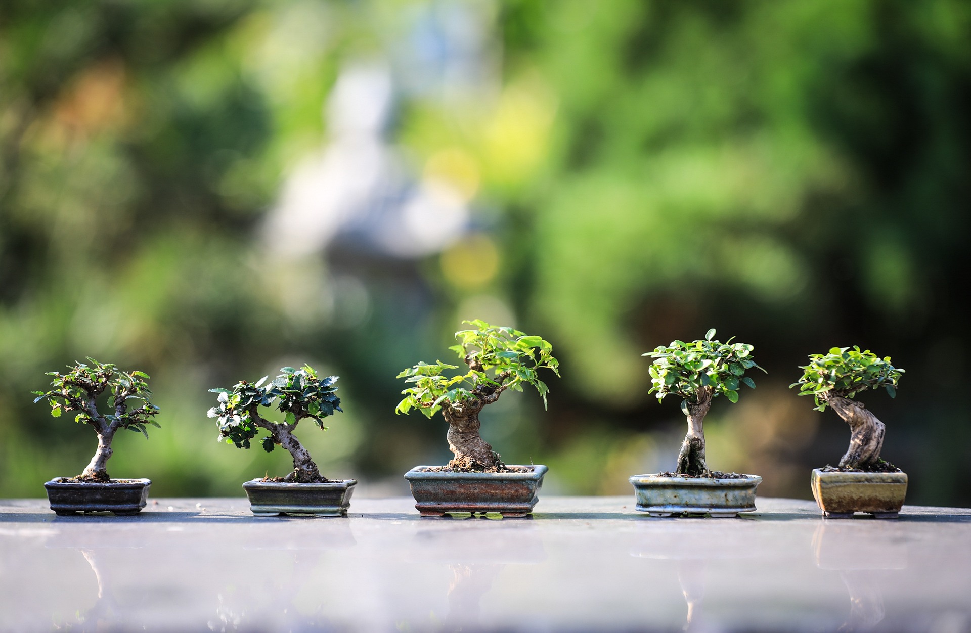 jardinería bonsái