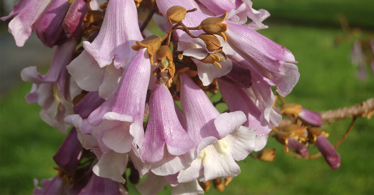 planta arbol salvar mundo planta arbol salvar mundo