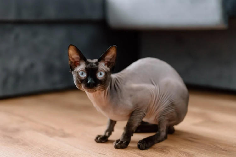 gato esfinge gato esfinge