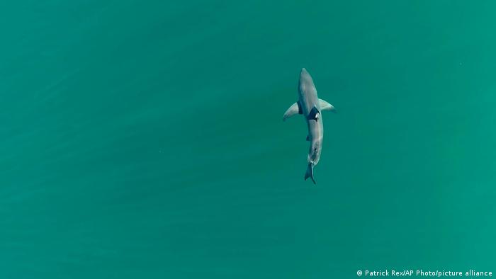 68126271_303 68126271_303