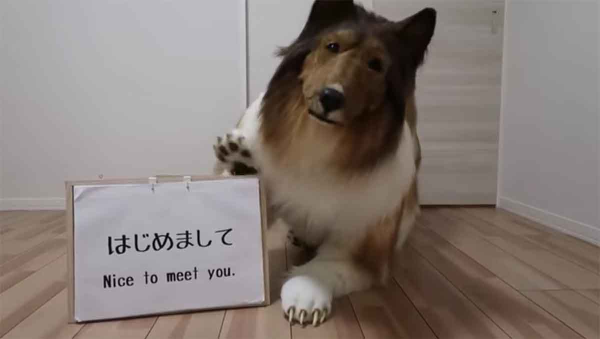 japones perro2 japones perro2