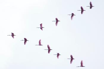 animales que migran animales que migran