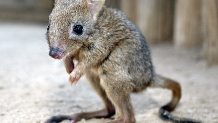 bettong Estos pequeños marsupiales son originarios de Australia, donde habitan áreas de matorrales. (Foto: Pinterest)