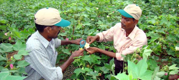 Por qué 2020 es el Año Internacional de la Sanidad Vegetal