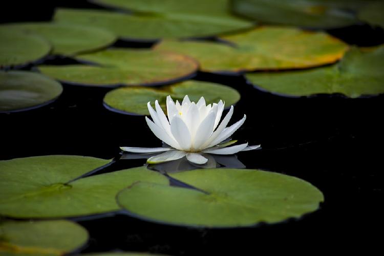 Flor de loto blanca