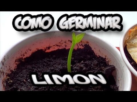 Cómo Germinar Una Semilla De Limón De Manera Muy Sencilla