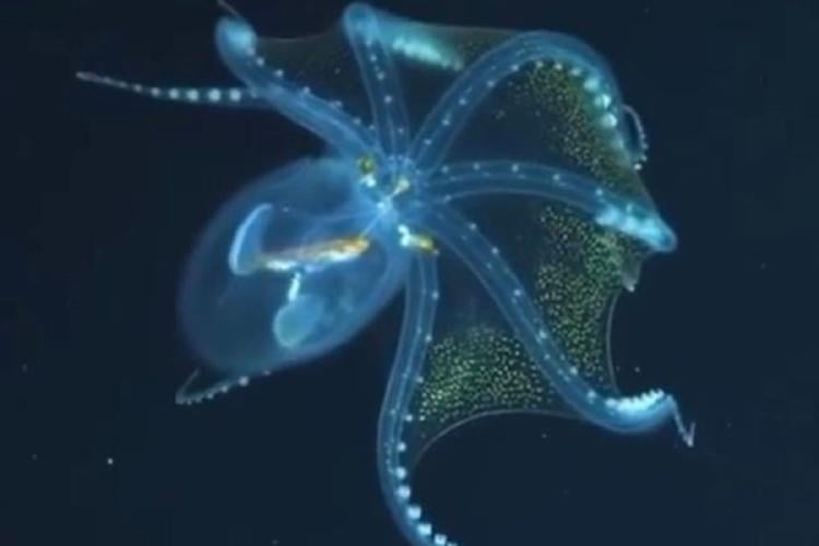 pulpo A casi 4000 metros de profundidad, un equipo del Conicet junto al Schmidt Ocean Institute logró filmar en vivo a una criatura nunca antes vista en el país: el pulpo de cristal. (PINTEREST)