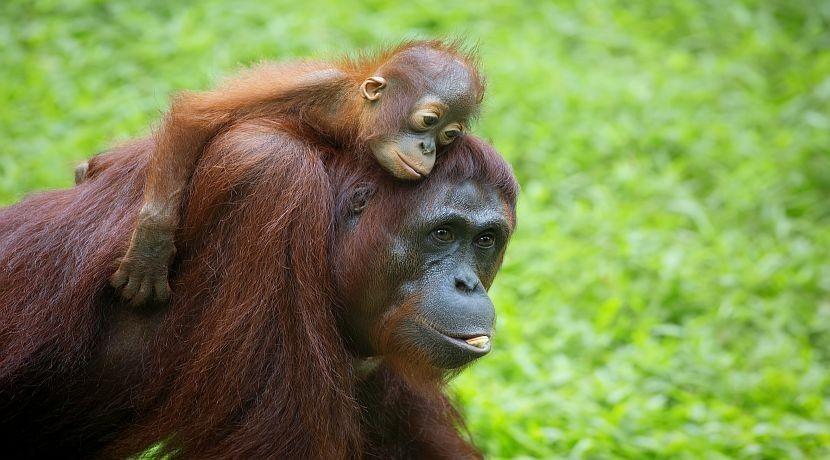 Un par de orangutanes pasea tranquilamente por la ciudad de Ho Chi Minh City, Vietnam Un par de orangutanes pasea tranquilamente por la ciudad de Ho Chi Minh City, Vietnam
