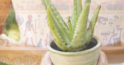 ¿Tener una sábila detrás de la puerta evita las malas energías? ¿Tener una sábila detrás de la puerta evita las malas energías?