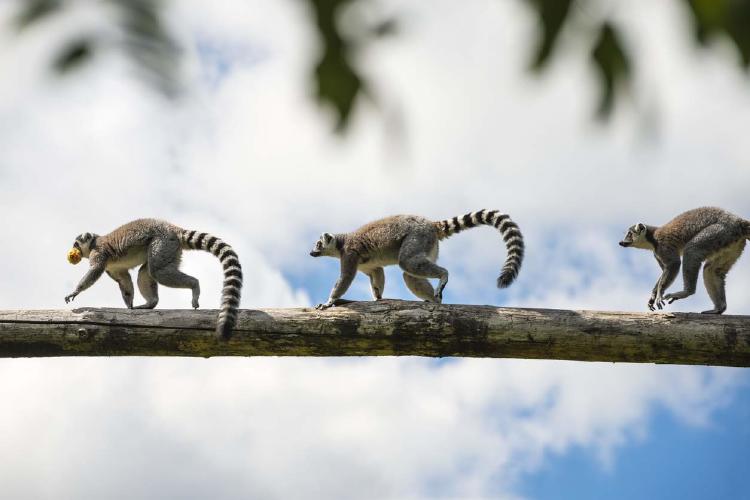 Lemures en Madagascar