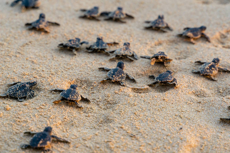 tortugas arena tortugas arena
