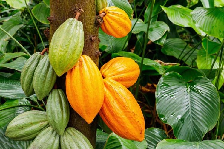 %name Reconocida marca de chocolate transformará la cáscara del cacao en energía verde