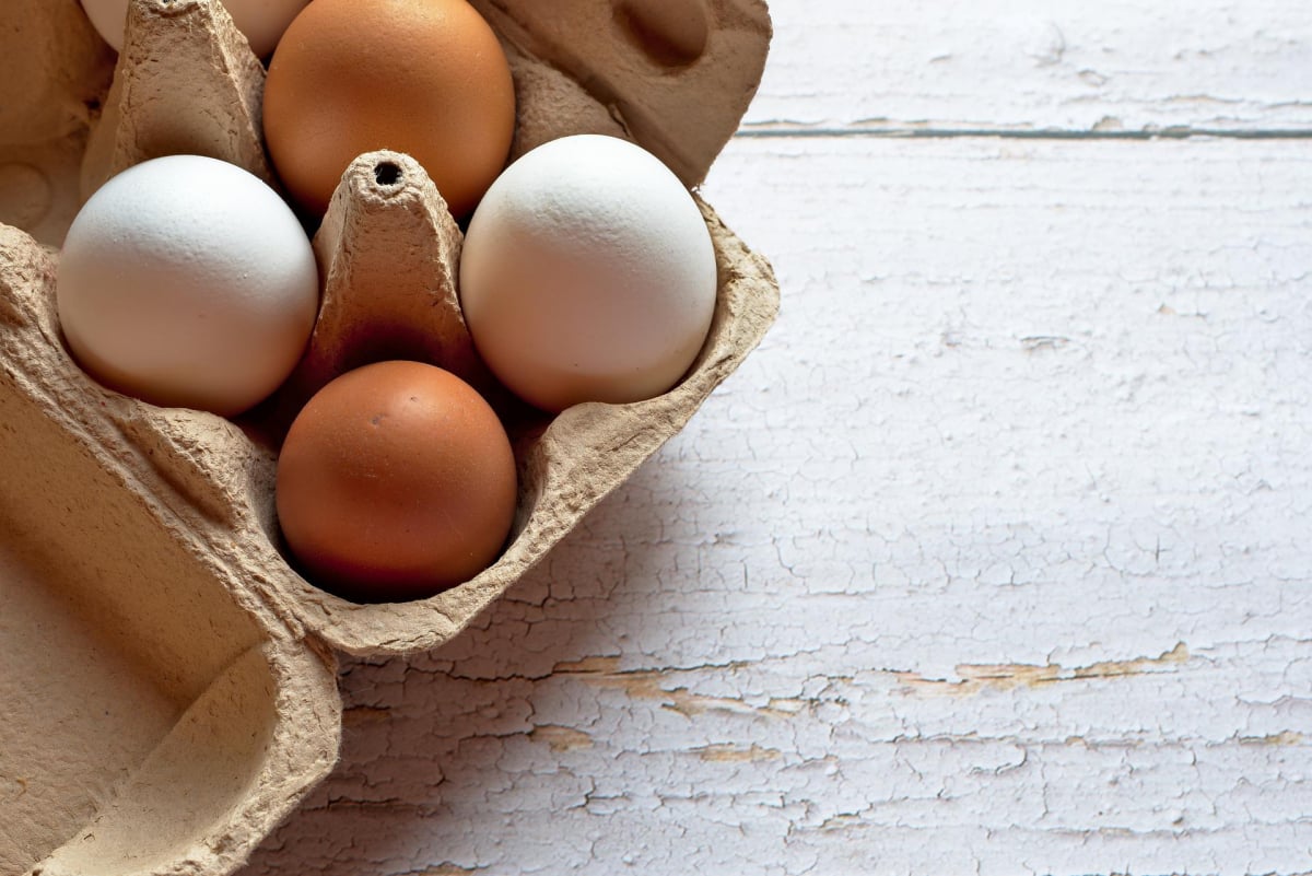 el último acero Contratación Cómo se produce un huevo orgánico? | Bioguia