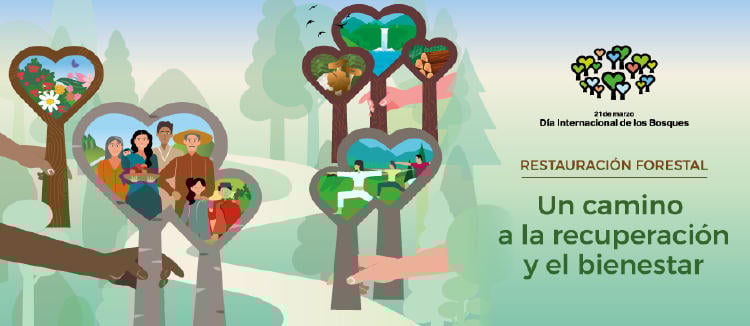 Día Internacional de los Bosques Día Internacional de los Bosques