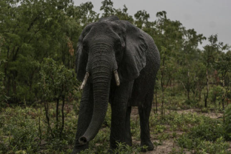 elefante.png Un elefante se alimenta en el parque nacional de Hwange, al norte de Zimbabue, un lluvioso 16 de diciembre de 2023© Zinyange Auntony