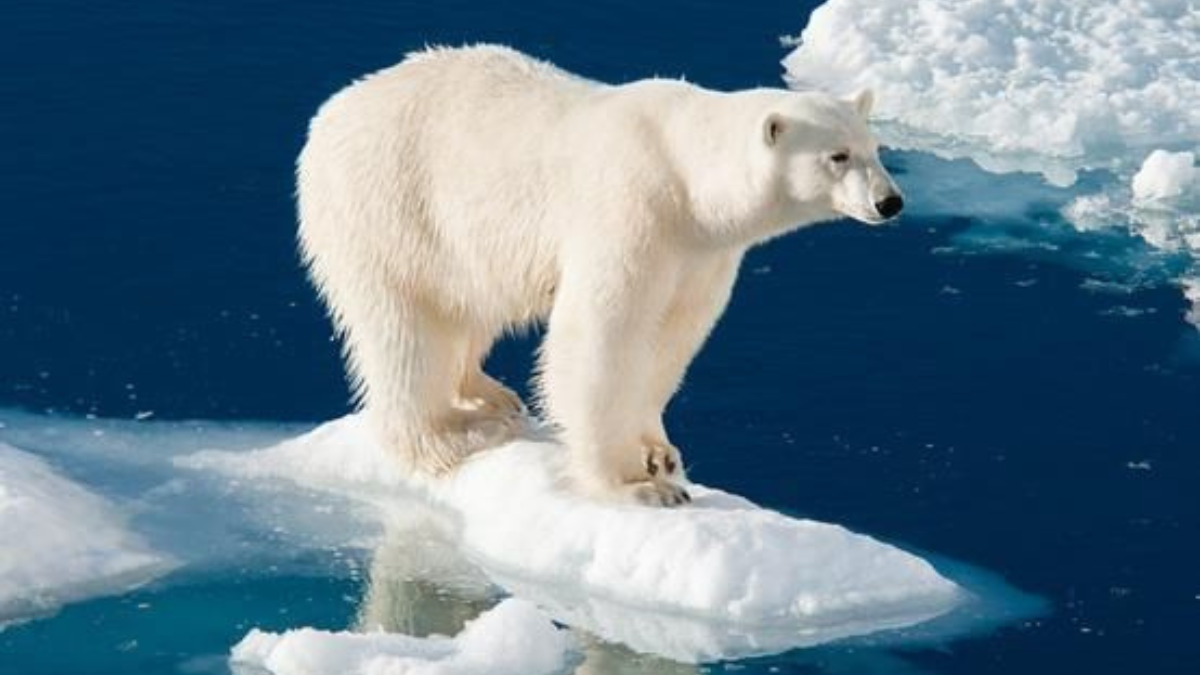 Este cambio drástico posee implicaciones significativas para el clima global, los ecosistemas y el aumento del nivel del mar.