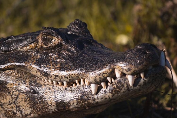 yacaré Capibaras, ciervos de los pantanos, yacarés, monos carayá y cientos de aves se dejan ver en su hábitat natural, haciendo de este rincón correntino un paraíso para naturalistas, fotógrafos, birdwatchers y viajeros conscientes de todas partes del mundo.
