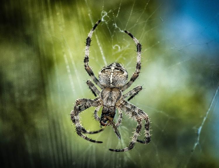 araña 3 que significa soñar con arañas