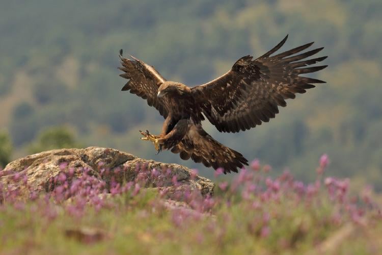 Águila real