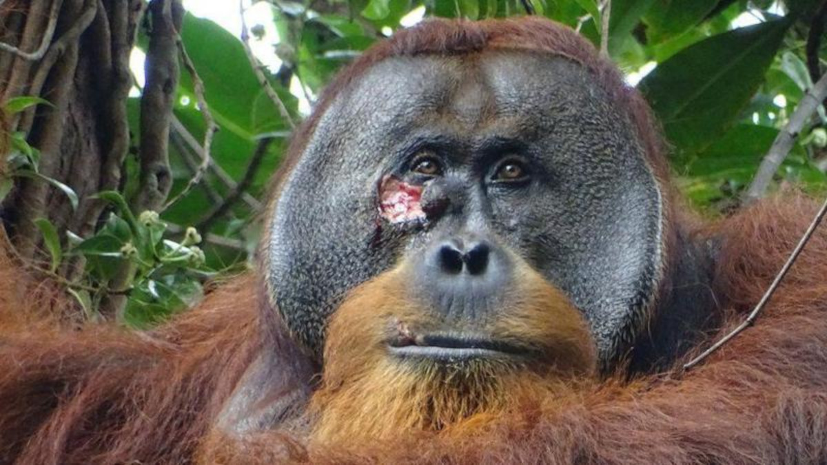 orangutan orangutan