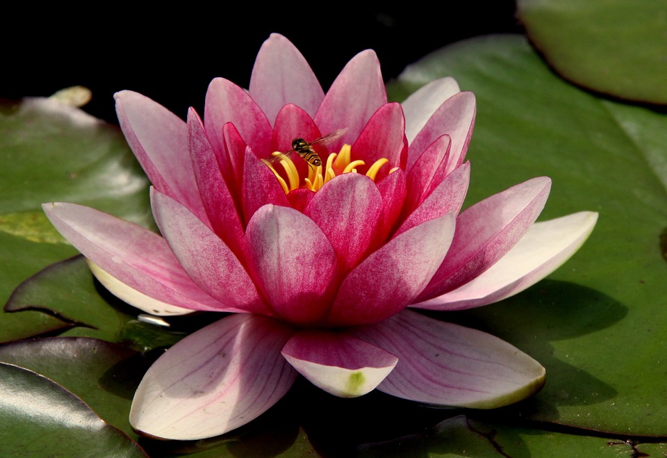 La flor de loto como símbolo de resiliencia - LMEM