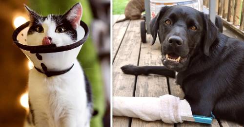 Principios de primeros auxilios para mascotas que debes conocer para poder ayudarlas