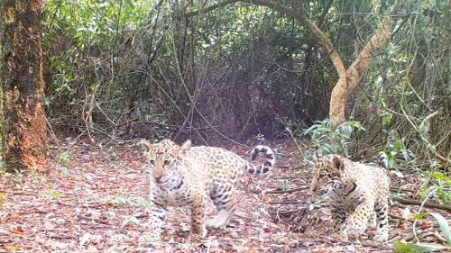 Una nueva familia de yaguaretés silvestres vive libre en el Parque Iberá